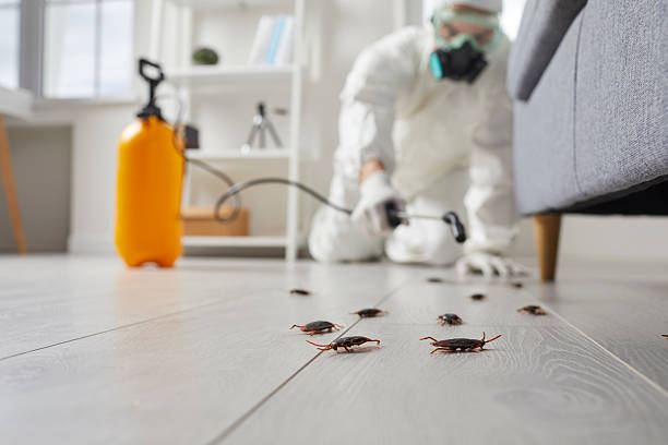 Commercial Rodent Management in East Palo Alto